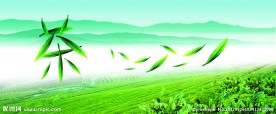 茶园风景