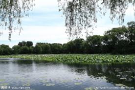 圆明园荷花池