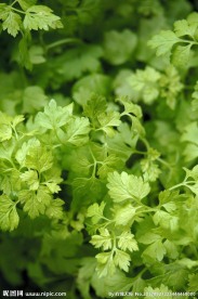 芹菜 芹菜叶