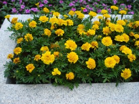 孔雀草