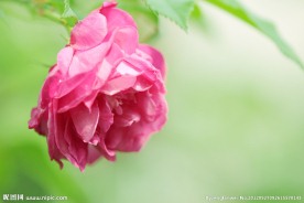 蔷薇花