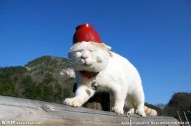 猫叔
