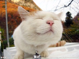 猫叔