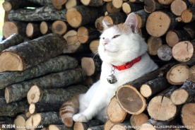 猫叔