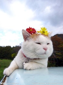 猫叔