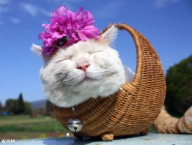 猫叔