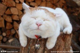 猫叔