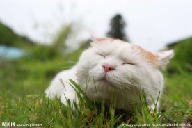 猫叔