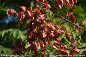 黄山栾树种子果