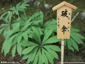 绿叶植物