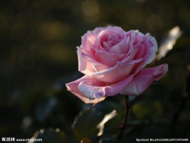 玫瑰花开