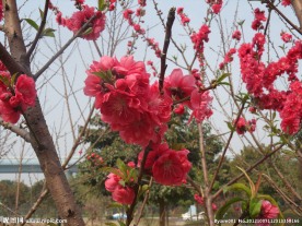 粉红桃花