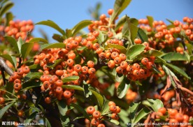 火棘的种子果