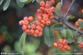 火棘的种子果