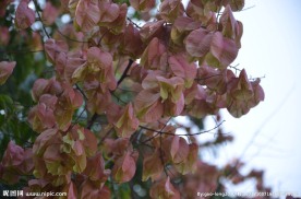 黄山栾树种子果