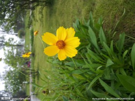 小花