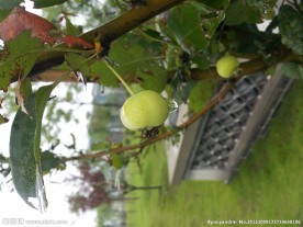 雨后野果