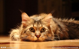 趴着的猫咪