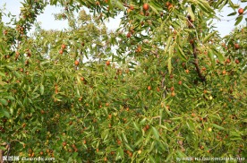 熟透的枣树