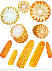玉米集 玉米素材