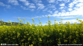 油菜花