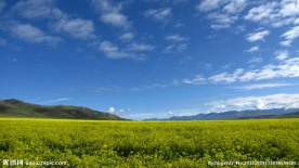 油菜花