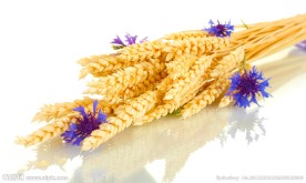 麦子