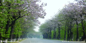 林间公路