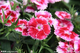 石竹花