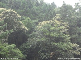 原生态树林