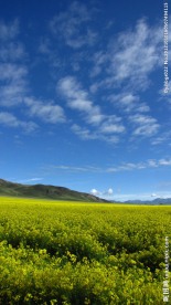 油菜花