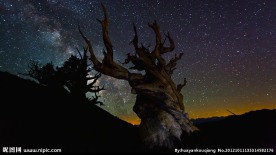 星空下的枯树