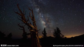 星空下的枯树