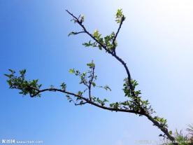 小树