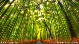 竹林小道