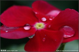 长春花