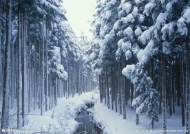 森林雪景