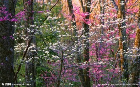 烂漫山花