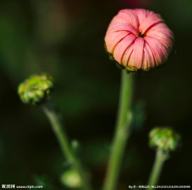 花苞