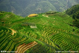 绿绸缎 广西龙胜梯田