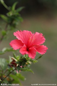 扶桑花