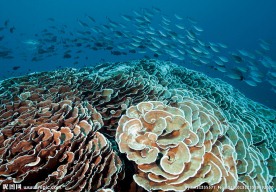 巨大甘蓝珊瑚