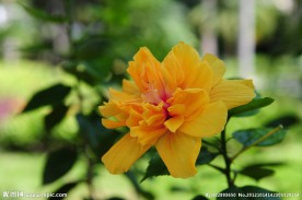 扶桑花