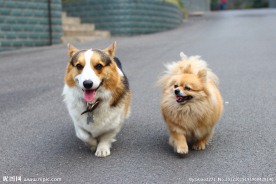 柯基犬 博美犬米米