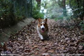 柯基犬