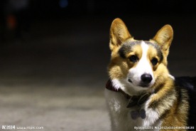 柯基犬