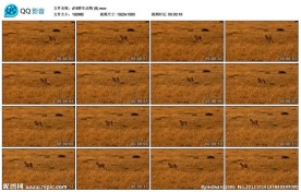 猎豹高清实拍视频素材