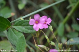 小紫花