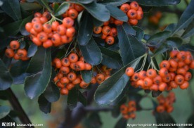 火棘的种子果