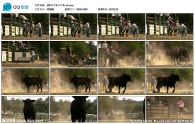 斗牛比赛高清实拍视频素材